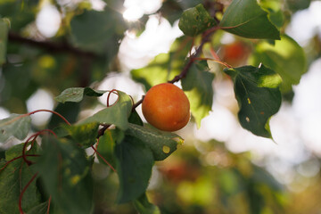 Close-up of a ripe apricot on a tree branch, ready for harvesting under the warm sun