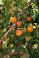 A close-up shot of ripe apricots hanging on a branch surrounded by vibrant green leaves