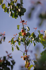 A branch with ripe apricots hanging against a clear sky,