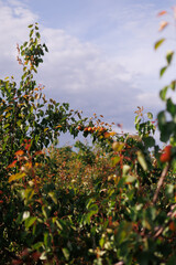 An apricot orchard in full bloom with vibrant fruits hanging from the trees in the sunlight