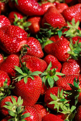 Numerous large strawberries in close-up, their bright red hue and plump shape perfect for summer dishes