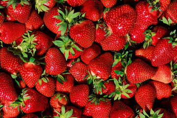 A beautiful close-up of ripe strawberries, highlighting their size and vibrant red color