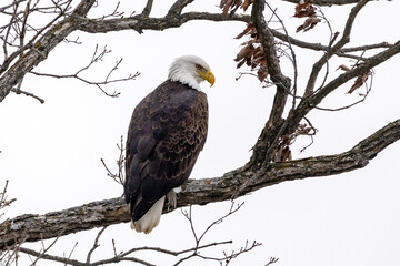american bald eagle