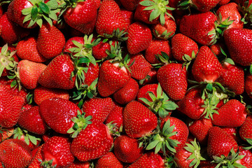 A collection of large, juicy strawberries in close-up