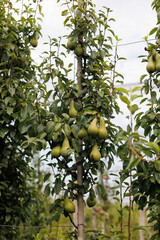Close-up of a columnar pear tree with fresh, ripe pears hanging from its branches
