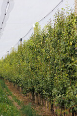 A neat row of columnar pear trees in a garden, filled with ripe fruit ready for harvest
