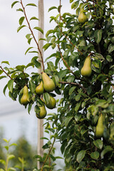 Ripe, juicy pears hanging from a branch, captured in a detailed close-up with natural lighting
