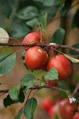 Close-up of red, ripe apples on a tree branch