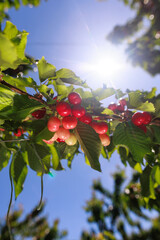 Ripe cherries glistening on the branch under the warm sunlight, ready to be picked in the orchard