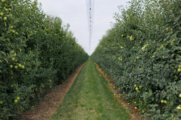 A garden path flanked by columnar apple trees, showcasing a neat and productive fruit garden
