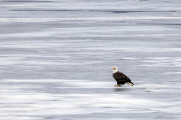 american bald eagle