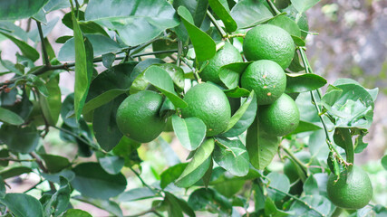fresh green organic citrus lime fruit hanging on the tree branch.