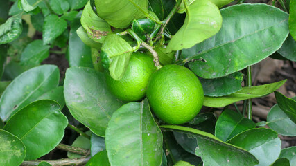 fresh green organic citrus lime fruit hanging on the tree branch.