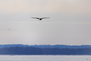 birds in flight