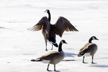 Obraz premium canadian geese on ice