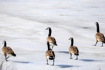 Naklejka premium canadian geese on ice
