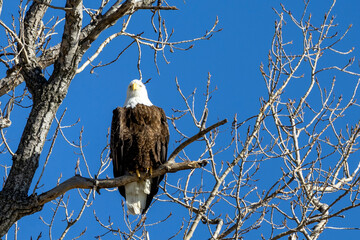 bald eagle in the tree