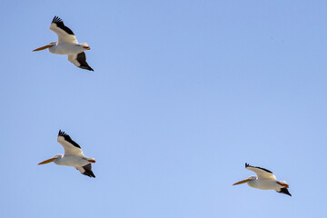 Obraz premium flying birds in the sky