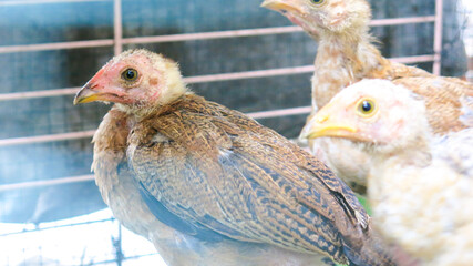 close up view of chicken in the cage. homesteading concept.