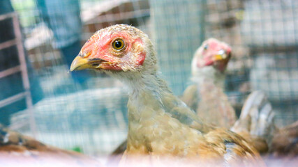 close up view of chicken in the cage. homesteading concept.
