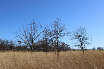 Pin oak trees in early spring with few leaves surrounded by brown grass