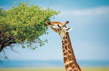Obraz premium A young giraffe curiously reaching for leaves in a vibrant green savannah setting showcasing its long neck and unique patterns perfect for wildlife education and nature enthusiasts alike