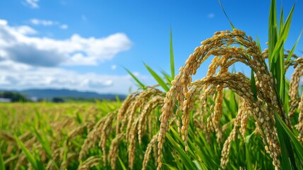 Golden Rice Field Under Bright Blue Sky with Fluffy White Clouds