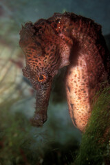 Portrait of a Lined Seahorse underwater, Hippocampus erectus, in the Caribbean