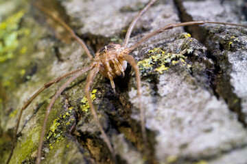 spider on leaf Harvestman / daddy longlegs species Phalangium opilio is a species of harvestman belonging to the family Phalangiidae Sardegna, Italia