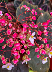 Bright begonia grandis with pink buds and white flowers with yellow centers bloom on red stems,...
