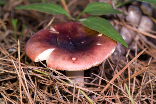 Darkening brittlegill, aka russula vinosa or obscura, mushroom in a forest. Sardinia, Italy.