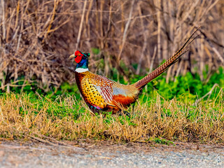 Male Ring-necked Pheasant (Phasianus colchicus) standing in a field near a dirt path.