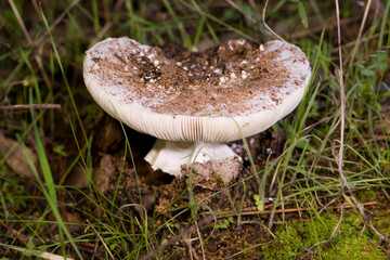 mushroom in the grass, White toadstool with decorative pimpled surface - Amanita species