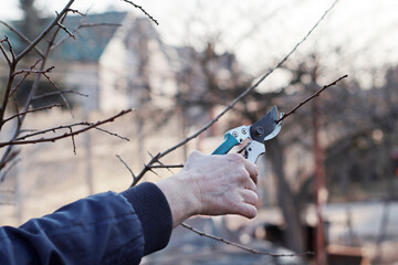 Eldery woman pruning old branches of a hydrangea bush with shears, preparing her garden for spring....