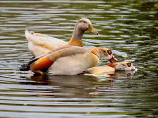 Domestic Goose shows up and interfere with Egyptian Geese matingl