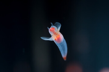 流氷の天使クリオネ