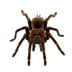A furry tarantula spider with detailed legs on a transparent background.