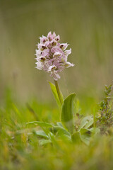 Milk White Orchid (Orchis lactea), Orchidea Muros, Sassari, Sardinia, Italia.