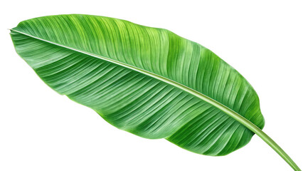 Obraz premium Beautiful green banana leaf with detailed veins and smooth edges great for spa branding tropical backgrounds and sustainable product designs on transparent background PNG