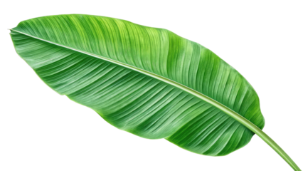 Beautiful green banana leaf with detailed veins and smooth edges great for spa branding tropical backgrounds and sustainable product designs on transparent background PNG