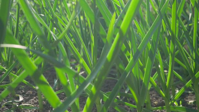 Garlic farm with young plants in fertile soil. Vibrant green leaves contrast with dry earth. Sunlight provides warmth for growth. Sustainable agriculture fosters organic food production