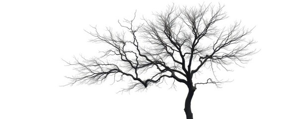 Fototapeta premium Lone deciduous tree, stark branches against pure white, landscape, simple