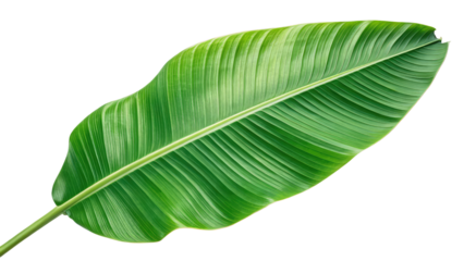 Fresh green banana leaf with a natural texture and vibrant color perfect for tropical designs organic product branding and eco-friendly illustrations on transparent background PNG