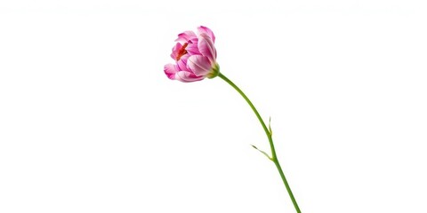Fototapeta premium Single wilting flower isolated on pure white backdrop, texture, elegant