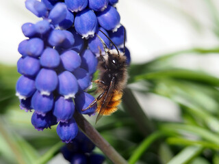 Isolated macro close- up of a european orchard bee (osmia cornuta) collecting pollen of a purple...