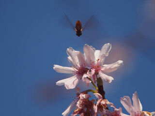 Marmelade Hoverfly (Episyrphus balteatus) seen from underneath approaching a winter-flowering...