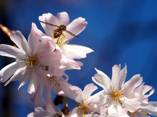 Marmelade Hoverfly (Episyrphus balteatus) sitting on a winter-flowering cherry (Prunus ×...