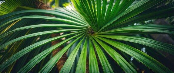 Obraz premium Green palm leaf from coconut trees are widely favored in various places...