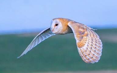 Barn owl in flight. British wild bird at dusk on the Marlborough Downs.
