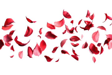 flying red petals on transparent background